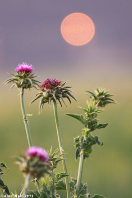 IMG_0595.jpg   Silybum marianum