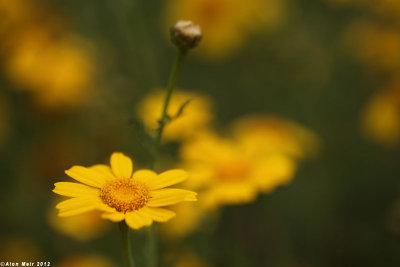 IMG_0345.jpg  Chrysanthemum coronarium