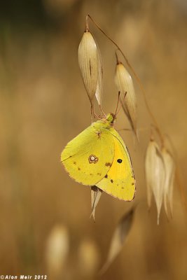 IMG_6866.jpg Clouded yellow, Colias crocea   