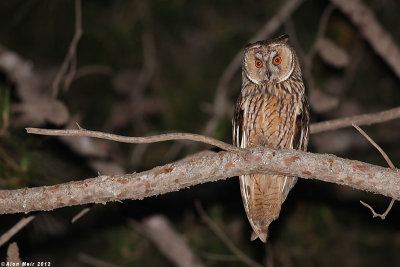 IMG_8038.jpg Long eared Owl- Asio otus