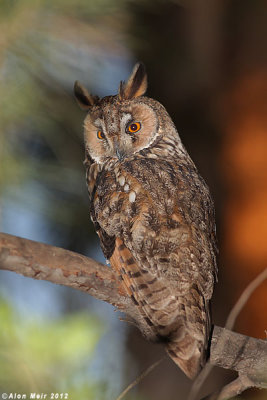 IMG_8094.jpg    Long eared Owl- Asio otus