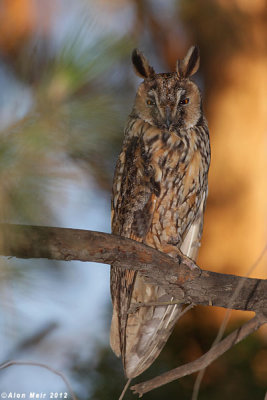IMG_8057.jpg     Long eared Owl- Asio otus