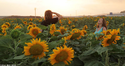 IMG_8749.jpg   Sunflower
