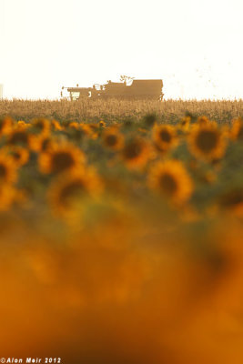 IMG_8998.jpg   Sunflower
