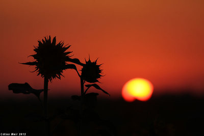 IMG_9061.jpg  Sunflower