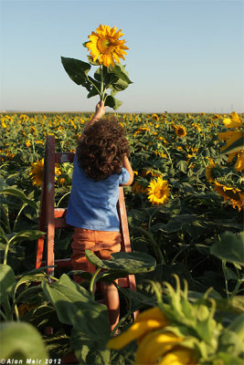 IMG_8914.jpg  Sunflower