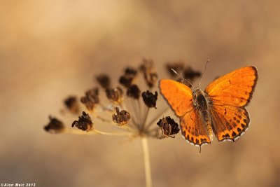 IMG_9919.jpg  Lycaena thersamon   cahlil aheoomeha