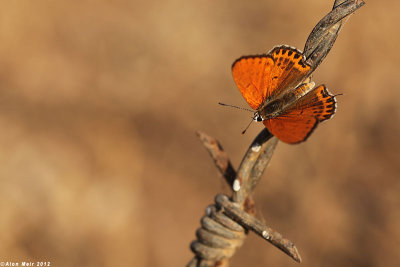 IMG_9925.jpg  Lycaena thersamon  cahlil aheoomeha