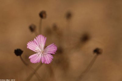 IMG_9991.jpg Dianthus strictus ציפורן נקד