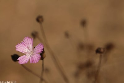 IMG_9999.jpg  Dianthus strictus  ציפורן נקד 