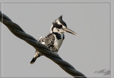 Pied Kingfisher_Natural_118.jpg