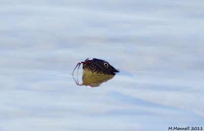 Aqua Hiss