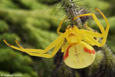 Forest Crab