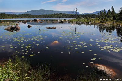 Blueberry Pond