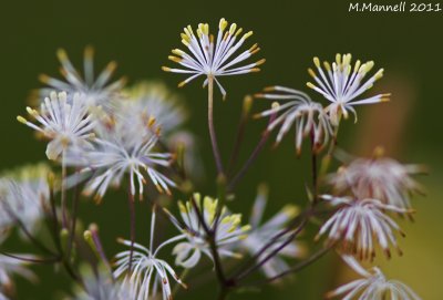 Microscopic Fireworks