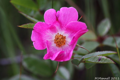 Wrinkled Rose