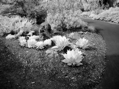 P2020015 BW.jpg