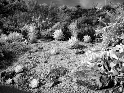P2020028 BW.jpg