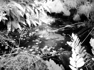 P2020061 BW.jpg