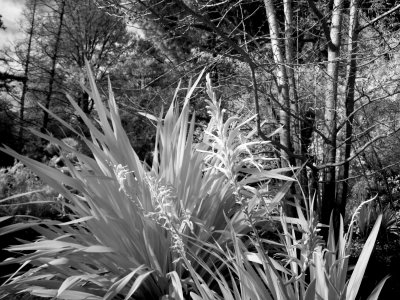 P2020062 (2) BW.jpg