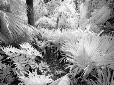 P2020083 (2) BW.jpg