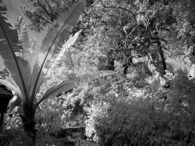 P2020083 BW.jpg