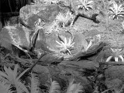 P2020092 BW.jpg