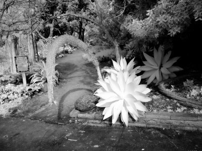 P2020104 BW.jpg