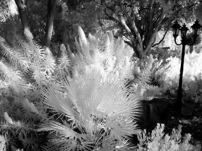 P4060201 BW.jpg