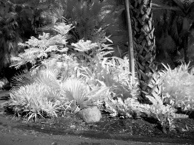 P4060238 BW.jpg