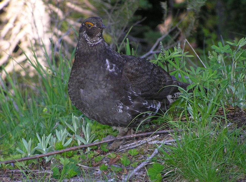 Sooty Grouse Image 3