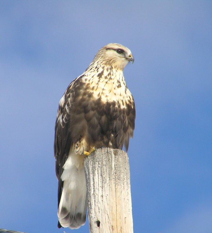 Rough Legged Hawk