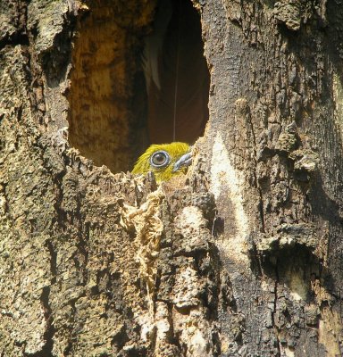 Mystery  Bird peek-a-boo