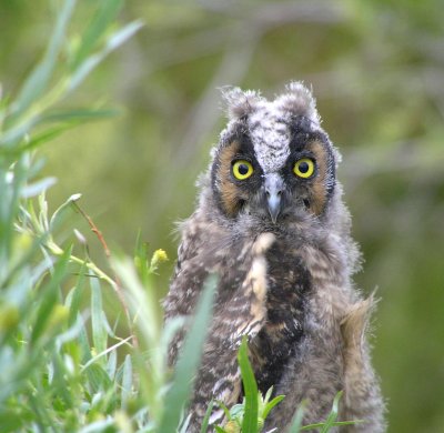 Long eared Owlet