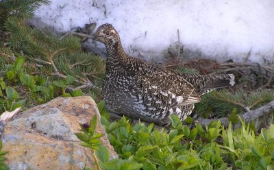 Sooty grouse (adult female)