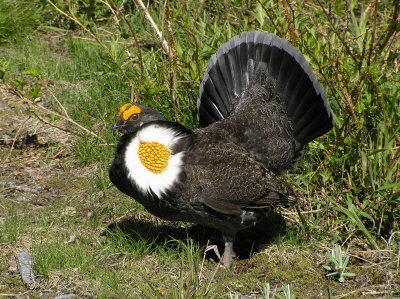 Sooty grouse (displaying male)