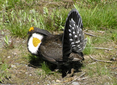 Sooty grouse Image 6