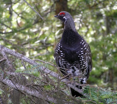 Spruce grouse male
