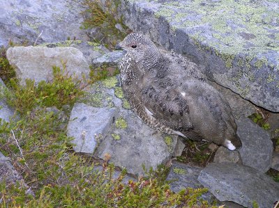 White tailed ptarmigan (immature)