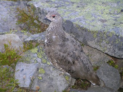 White tailed ptarmigan (immature)