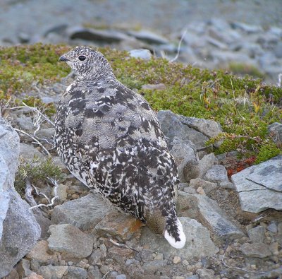 White tailed ptarmigan (adult female)