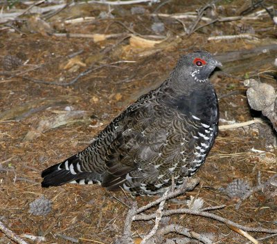 Spruce grouse (adult male)