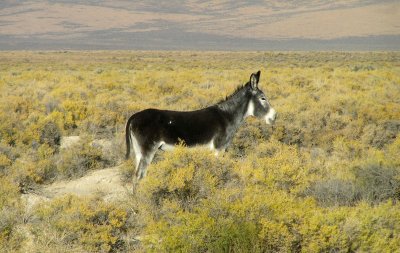 Wild Burro in remote Nevada area