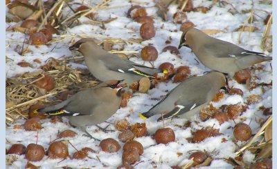 bohemian_waxwings_2012_