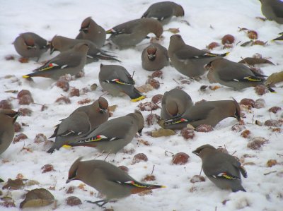 Bohemian Waxwings