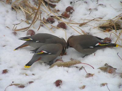 Bohemian Waxwings