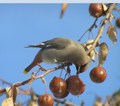 Bohemian Waxwings