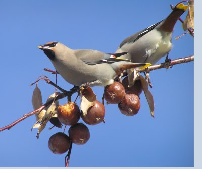 Bohemian Waxwings