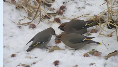 Bohemian Waxwings