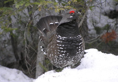 Spruce grouse (male)
